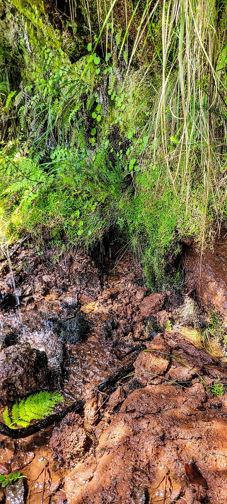 Levada da Senhora (Estreito da Calheta) — Abschnitt 4: Von der Ribeira Grande zum PR — Foto 12