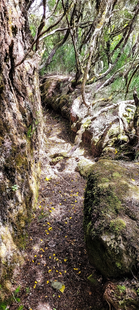 Levada da Senhora (Estreito da Calheta) — Abschnitt 4: Von der Ribeira Grande zum PR — Foto 13