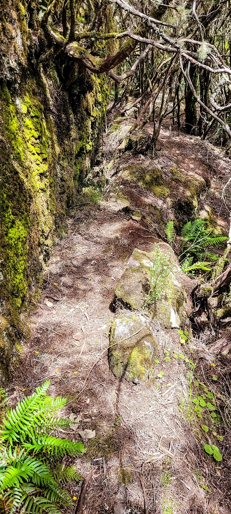 Levada da Senhora (Estreito da Calheta) — Abschnitt 4: Von der Ribeira Grande zum PR — Foto 14