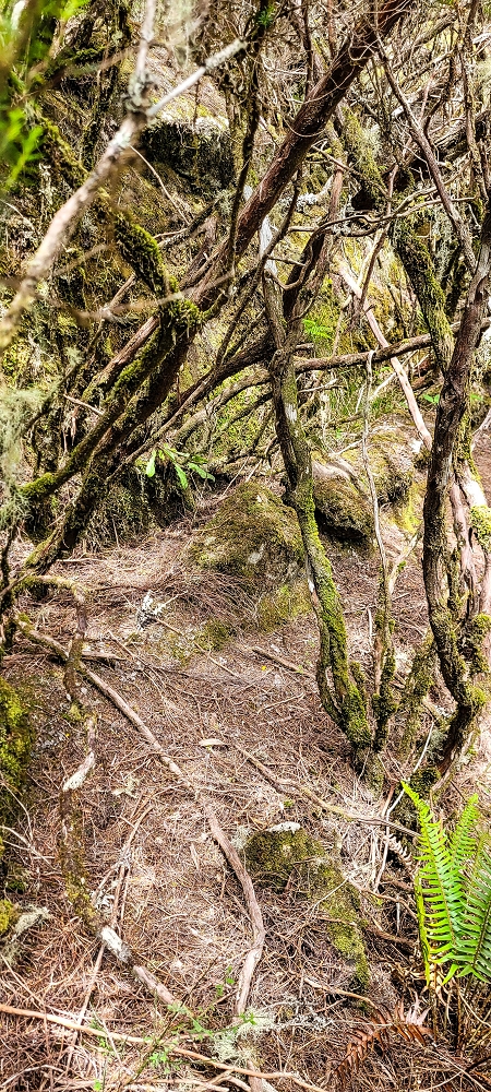 Levada da Senhora (Estreito da Calheta) — Abschnitt 4: Von der Ribeira Grande zum PR — Foto 15