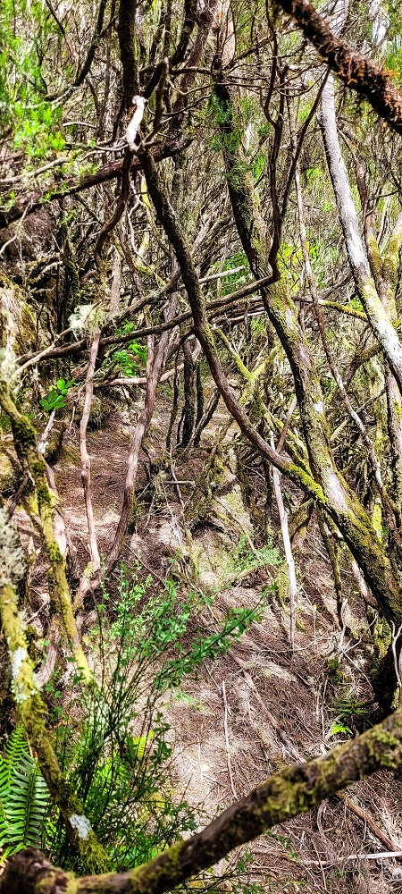 Levada da Senhora (Estreito da Calheta) — Abschnitt 4: Von der Ribeira Grande zum PR — Foto 16