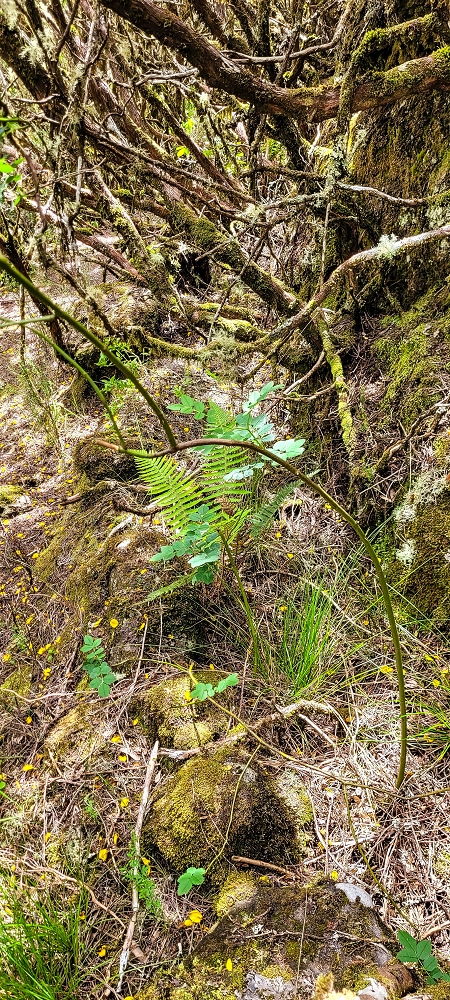 Levada da Senhora (Estreito da Calheta) — Abschnitt 4: Von der Ribeira Grande zum PR — Foto 17