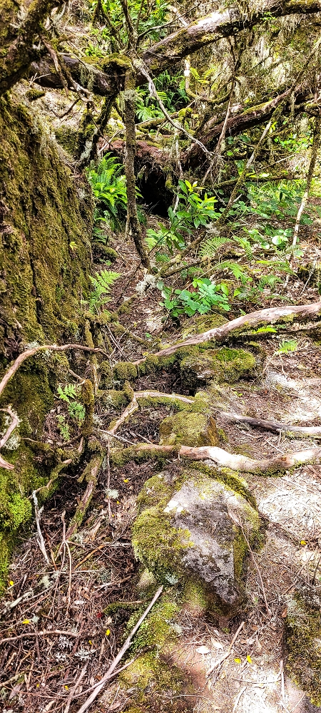 Levada da Senhora (Estreito da Calheta) — Abschnitt 4: Von der Ribeira Grande zum PR — Foto 18