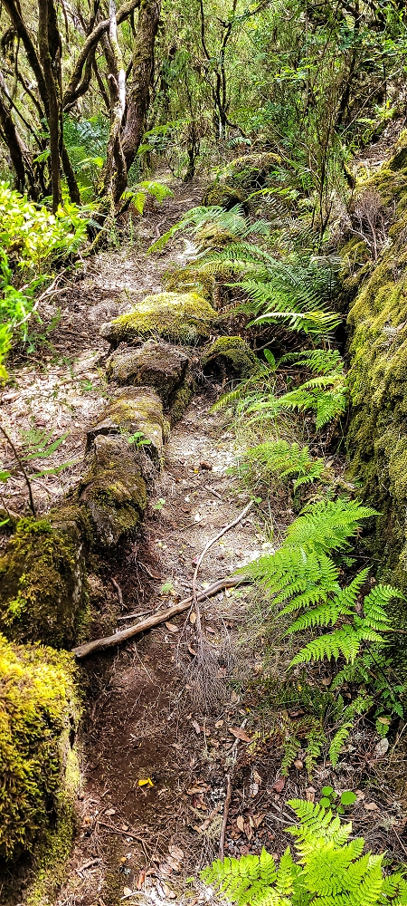 Levada da Senhora (Estreito da Calheta) — Abschnitt 4: Von der Ribeira Grande zum PR — Foto 19