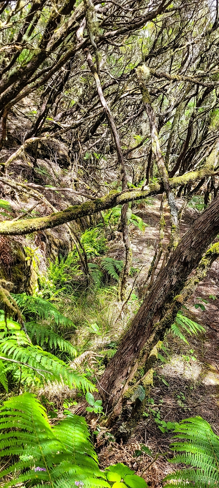 Levada da Senhora (Estreito da Calheta) — Abschnitt 4: Von der Ribeira Grande zum PR — Foto 20