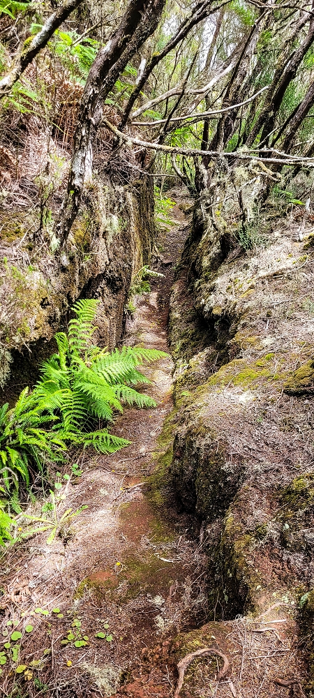 Levada da Senhora (Estreito da Calheta) — Abschnitt 4: Von der Ribeira Grande zum PR — Foto 21