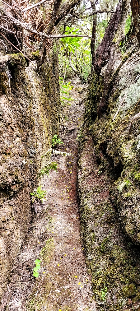 Levada da Senhora (Estreito da Calheta) — Abschnitt 4: Von der Ribeira Grande zum PR — Foto 22