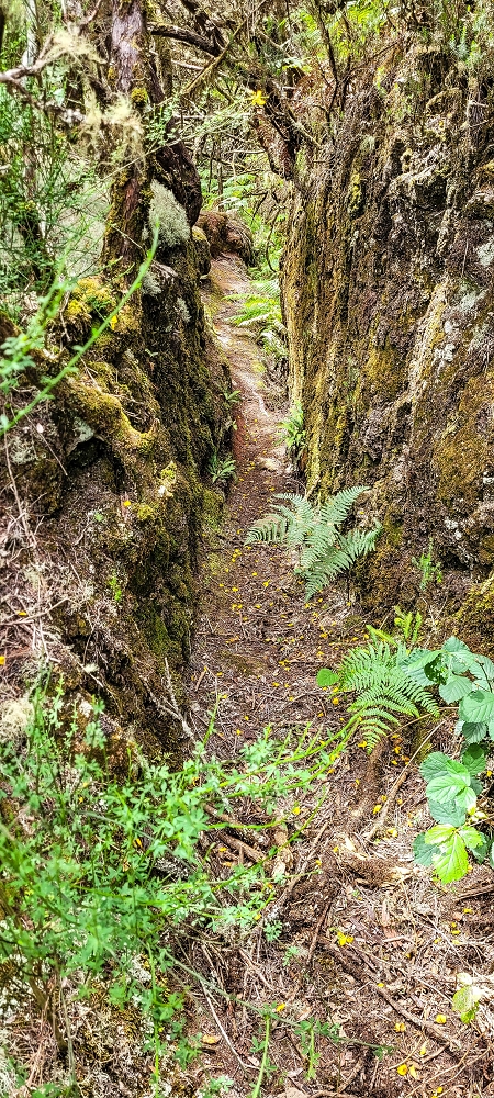 Levada da Senhora (Estreito da Calheta) — Abschnitt 4: Von der Ribeira Grande zum PR — Foto 23