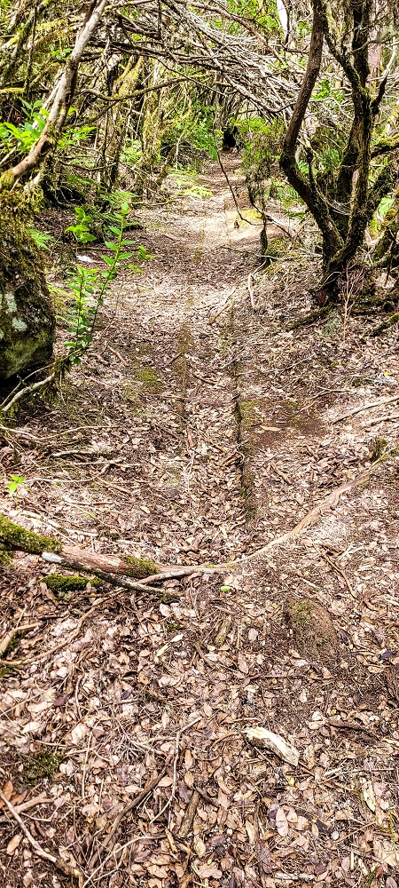 Levada da Senhora (Estreito da Calheta) — Abschnitt 4: Von der Ribeira Grande zum PR — Foto 24