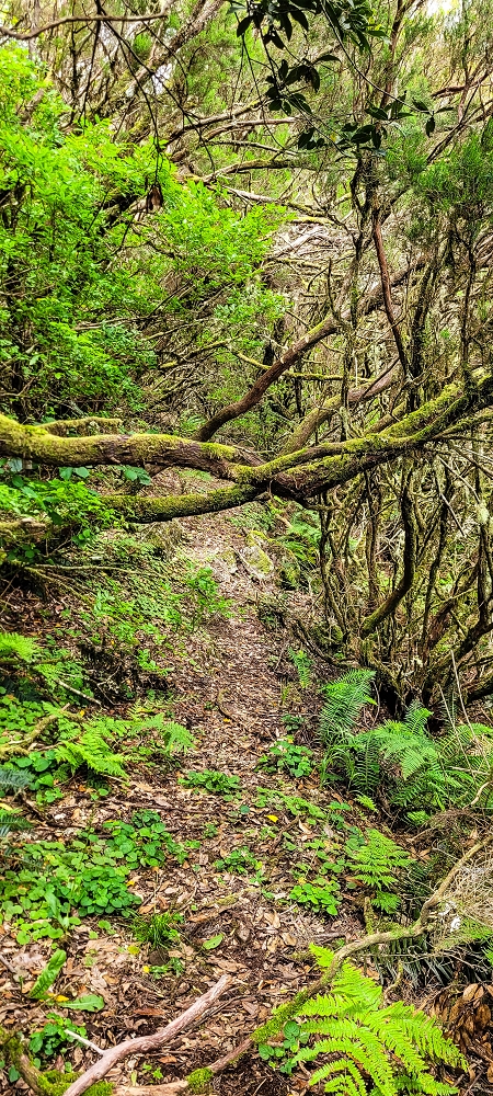 Levada da Senhora (Estreito da Calheta) — Abschnitt 4: Von der Ribeira Grande zum PR — Foto 25