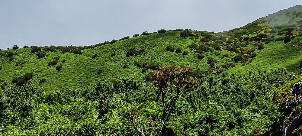 29.06.2022  und die Weiterentdeckung der Levada da Senhora — The fern slopes of the Pico Fernandes ou Rabacal — photo 1
