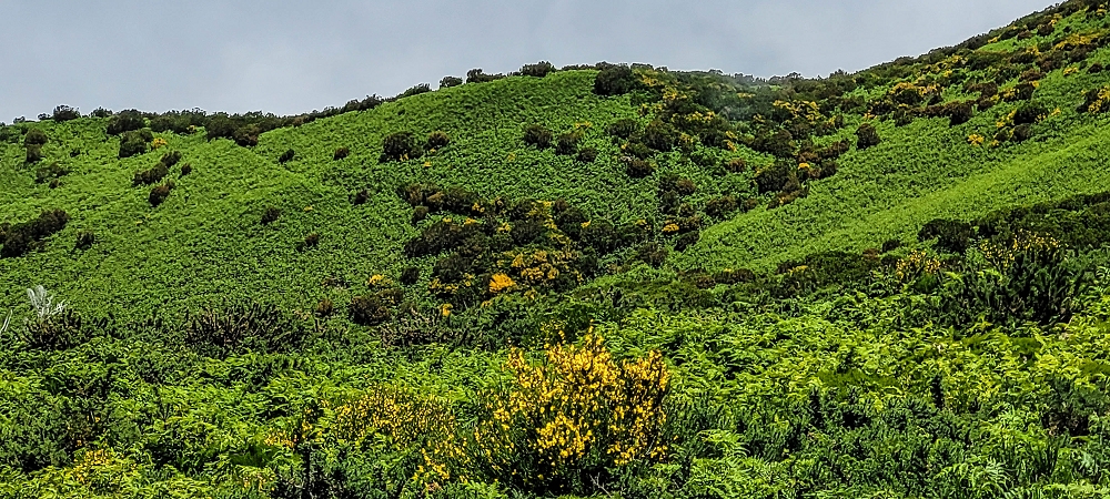 29.06.2022  und die Weiterentdeckung der Levada da Senhora — The fern slopes of the Pico Fernandes ou Rabacal — photo 2