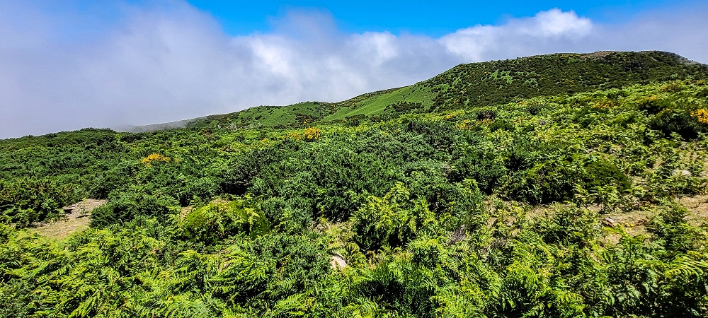 29.06.2022  und die Weiterentdeckung der Levada da Senhora — The fern slopes of the Pico Fernandes ou Rabacal — photo 3