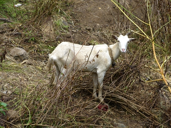 29.07.2012 Levada Nova-Levada do Moinho — Vom Jangao bia zur Madre der Levada Nova — Foto 11