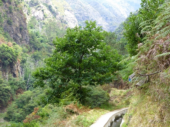 29.07.2012 Levada Nova-Levada do Moinho — Vom Jangao bia zur Madre der Levada Nova — Foto 27