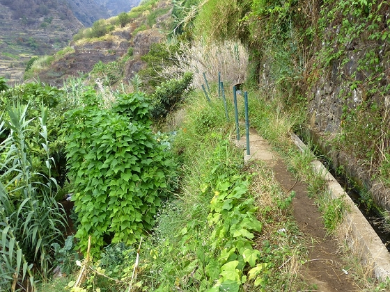 29.07.2012 Levada Nova-Levada do Moinho — Auf der Levada do Moinho — Foto 22