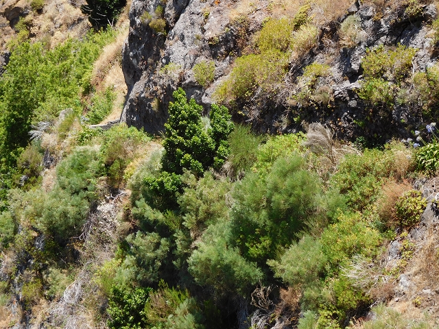 29 de julho de 2015 Levada do Norte de Serra de Agua a Espigao — Seguindo até ao túnel de Espigao — foto 16