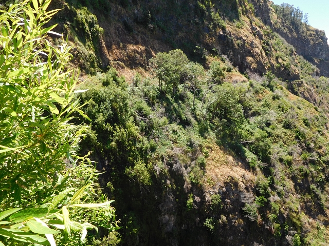 29 de julho de 2015 Levada do Norte de Serra de Agua a Espigao — Seguindo até ao túnel de Espigao — foto 23