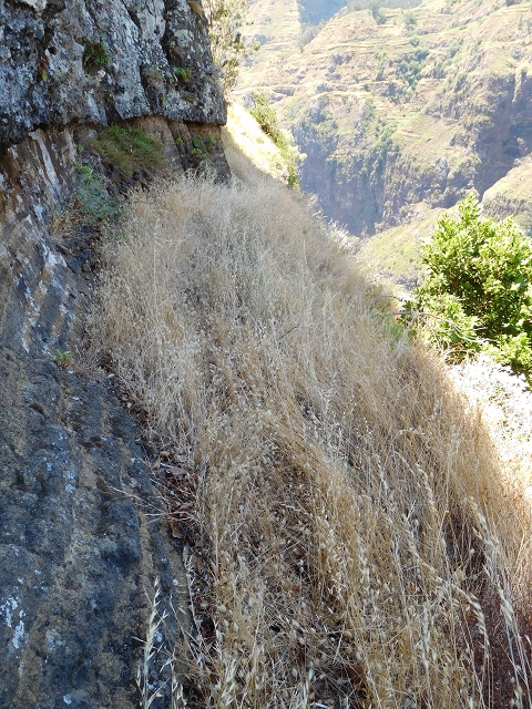 29 de julho de 2015 Levada do Norte de Serra de Agua a Espigao — A travessia — foto 21