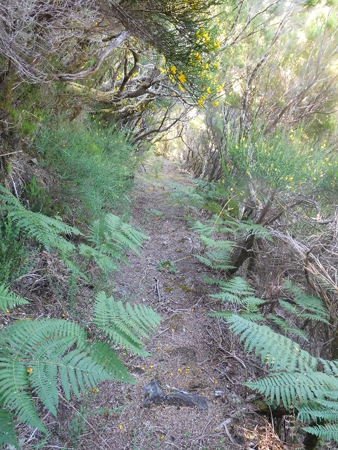30 June 2016 Rabacal 2016 — Descent to the Madre of the Levada Vinte e Cinco Fontes — photo 11