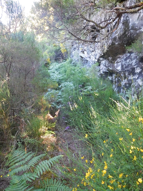 30 June 2016 Rabacal 2016 — Descent to the Madre of the Levada Vinte e Cinco Fontes — photo 12