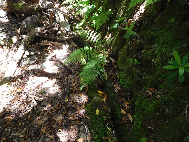 30 June 2016 Rabacal 2016 — On to the current Madre — photo 10