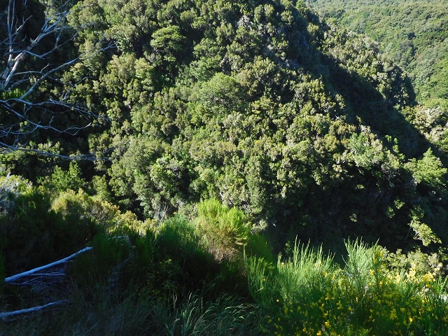 30 June 2016 Rabacal 2016 — Descent to the Madre of the Levada Vinte e Cinco Fontes — photo 15