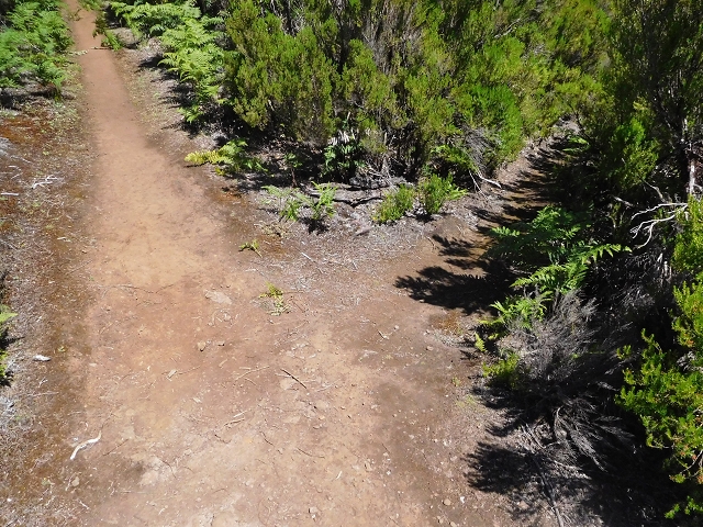 30 June 2016 Rabacal 2016 — Ascent to the PR-13 and back to the start — photo 10