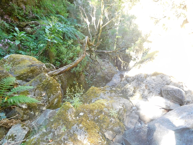 30 June 2016 Rabacal 2016 — Descent to the Madre of the Levada Vinte e Cinco Fontes — photo 19