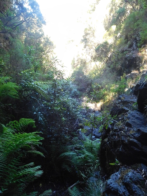 30 June 2016 Rabacal 2016 — Madre of the Levada Vinte e Cinco Fontes — photo 3