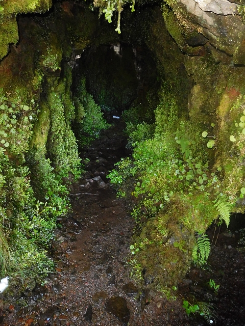 30 June 2016 Rabacal 2016 — Madre of the Levada Vinte e Cinco Fontes — photo 4