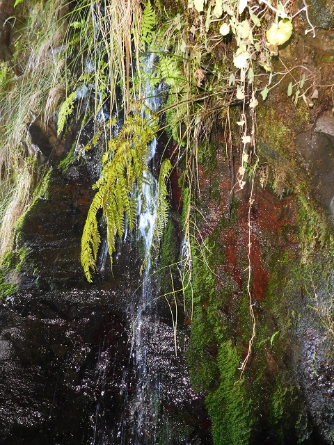 30 June 2016 Rabacal 2016 — Madre of the Levada Vinte e Cinco Fontes — photo 6