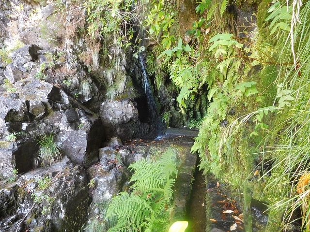 30 June 2016 Rabacal 2016 — Madre of the Levada Vinte e Cinco Fontes — photo 7