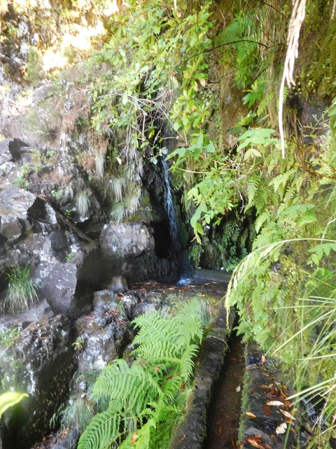 30 June 2016 Rabacal 2016 — Madre of the Levada Vinte e Cinco Fontes — photo 8