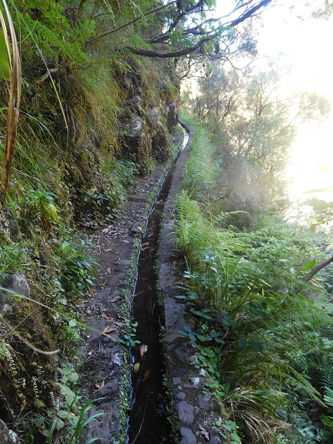 30 June 2016 Rabacal 2016 — Madre of the Levada Vinte e Cinco Fontes — photo 9