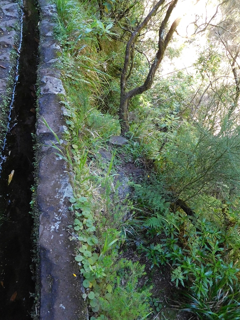 30 June 2016 Rabacal 2016 — Madre of the Levada Vinte e Cinco Fontes — photo 14