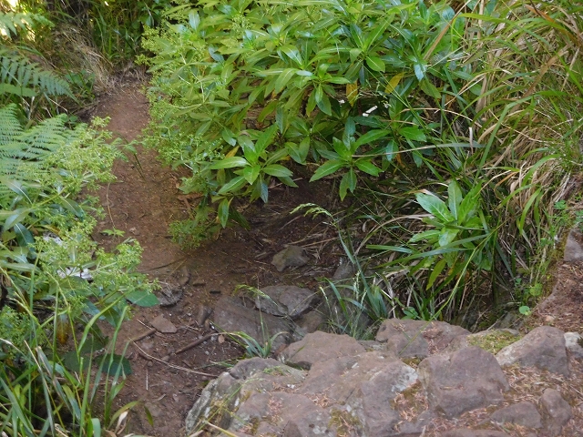 30 June 2016 Rabacal 2016 — On the Levada Vinte e Cinco Fontes — photo 2