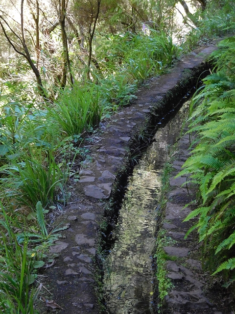 30 June 2016 Rabacal 2016 — On the Levada Vinte e Cinco Fontes — photo 3