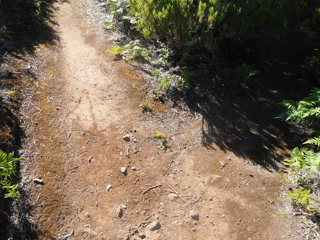 30 June 2016 Rabacal 2016 — Descent to the Madre of the Levada Vinte e Cinco Fontes — photo 4