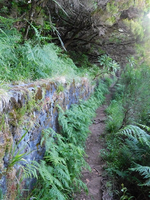 30 June 2016 Rabacal 2016 — On the Levada Vinte e Cinco Fontes — photo 5