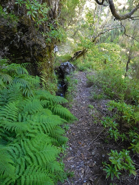 30 June 2016 Rabacal 2016 — Feeder levada to the Levada Vinte e Cinco Fontes — photo 2