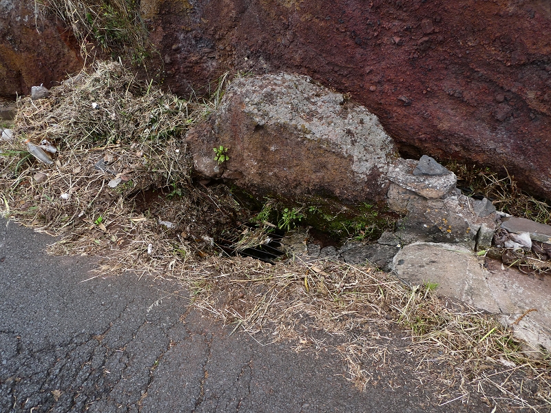 Levada do Pico do Arvoredo — Entlang der ER-205 — Foto 5