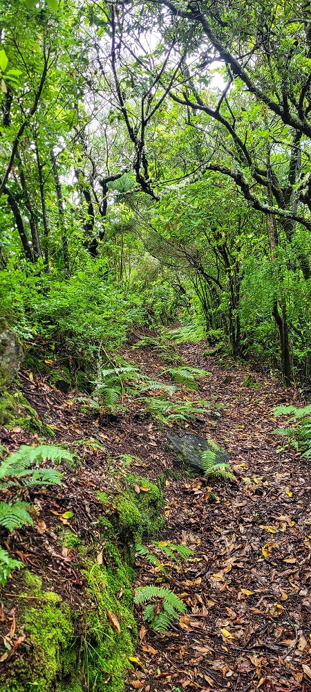 30.06.2022 Anspruchsvolle Besteigung des Pico do Meio Dia — Abstieg entlang der Ribeira dos Moinhos — Foto 1