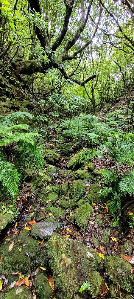 30.06.2022 Anspruchsvolle Besteigung des Pico do Meio Dia — Abstieg entlang der Ribeira dos Moinhos — Foto 2