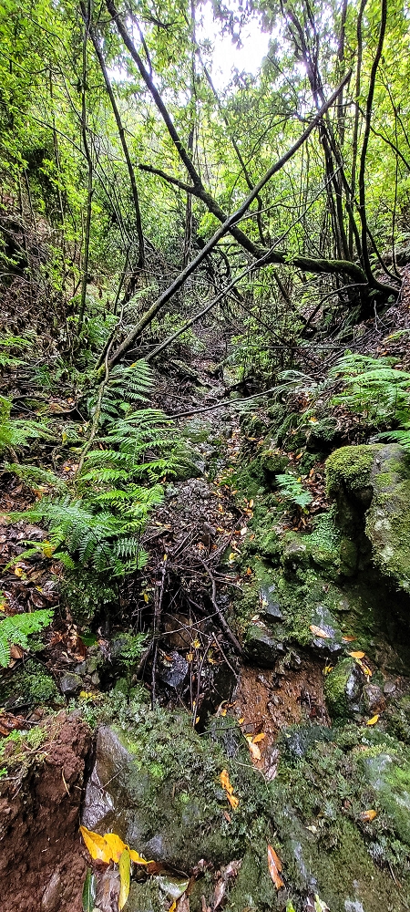 30.06.2022 Anspruchsvolle Besteigung des Pico do Meio Dia — Abstieg entlang der Ribeira dos Moinhos — Foto 3