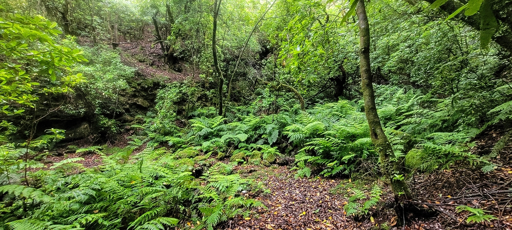 30.06.2022 Anspruchsvolle Besteigung des Pico do Meio Dia — Abstieg entlang der Ribeira dos Moinhos — Foto 4