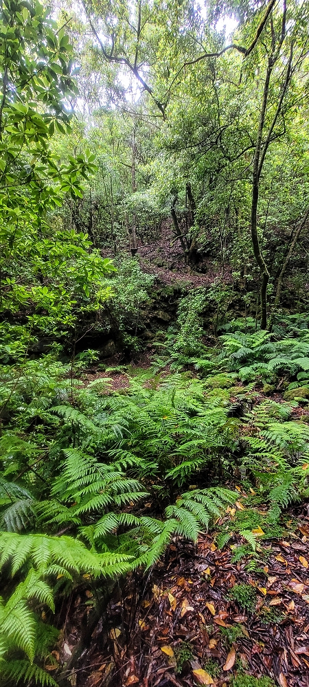 30.06.2022 Anspruchsvolle Besteigung des Pico do Meio Dia — Abstieg entlang der Ribeira dos Moinhos — Foto 5