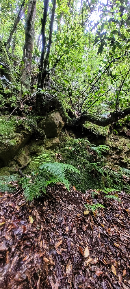 30.06.2022 Anspruchsvolle Besteigung des Pico do Meio Dia — Abstieg entlang der Ribeira dos Moinhos — Foto 6