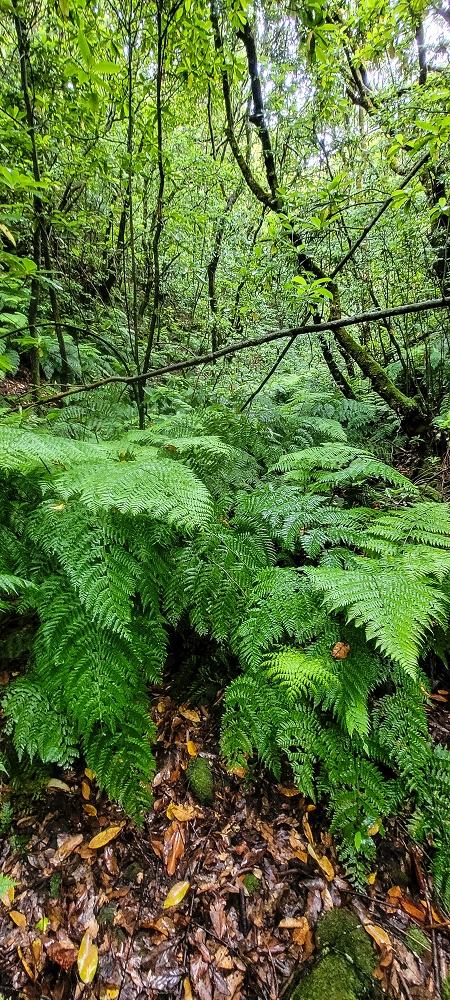 30.06.2022 Anspruchsvolle Besteigung des Pico do Meio Dia — Abstieg entlang der Ribeira dos Moinhos — Foto 7