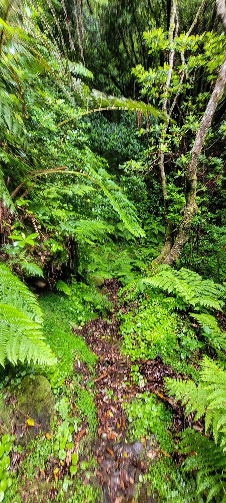 30.06.2022 Anspruchsvolle Besteigung des Pico do Meio Dia — Abstieg entlang der Ribeira dos Moinhos — Foto 8
